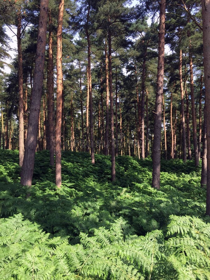 370 Harewood Stock Photos Free & RoyaltyFree Stock Photos from