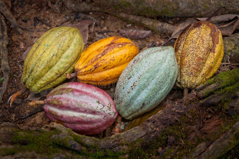 Haricots de cacao image libre de droits Haricots de cacao image libre de droits
