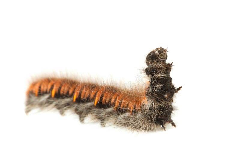 Het Engelse Gezicht Van De Ongedierte Ruwharige Rupsband Op Bladrand