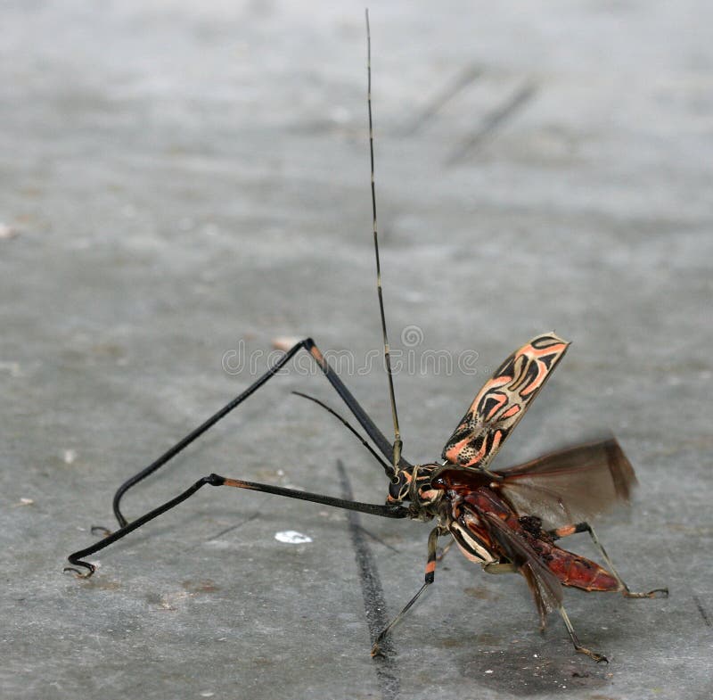 Harlequin beetle