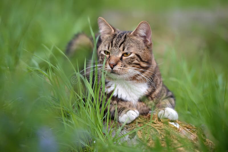 Harlequin cat stock photo. Image of cats, healthy, face 55253676