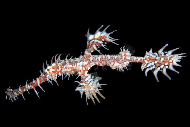 Harlequin Ghost Pipefish