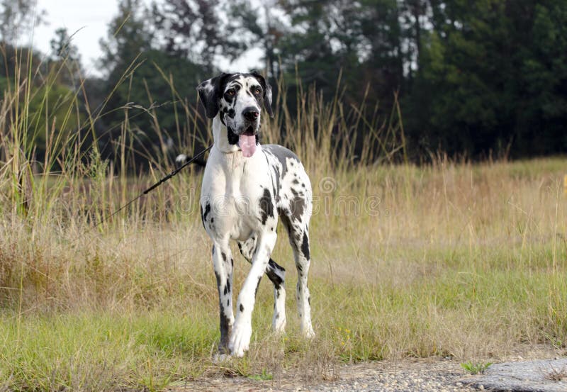 harlequin mastiff