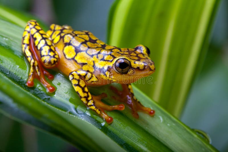 Harlequin poison dart frog