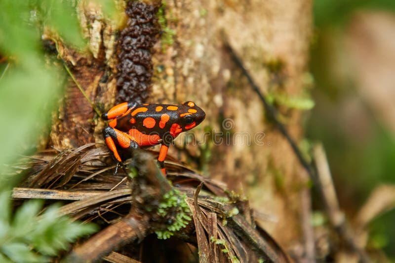 Harlequin Poison Dart Frog arkivfoto Harlequin Poison Dart Frog arkivfoto