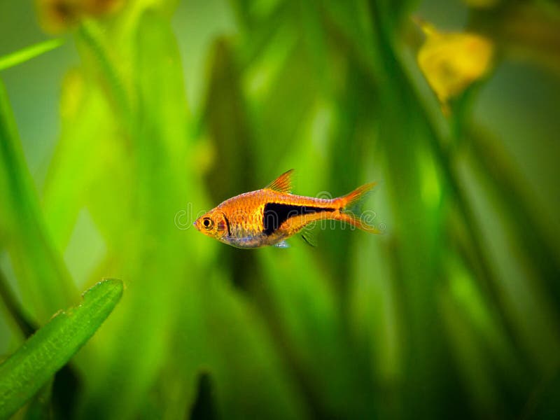 Harlequin rasbora Trigonostigma heteromorpha on a fish tank with blurred background