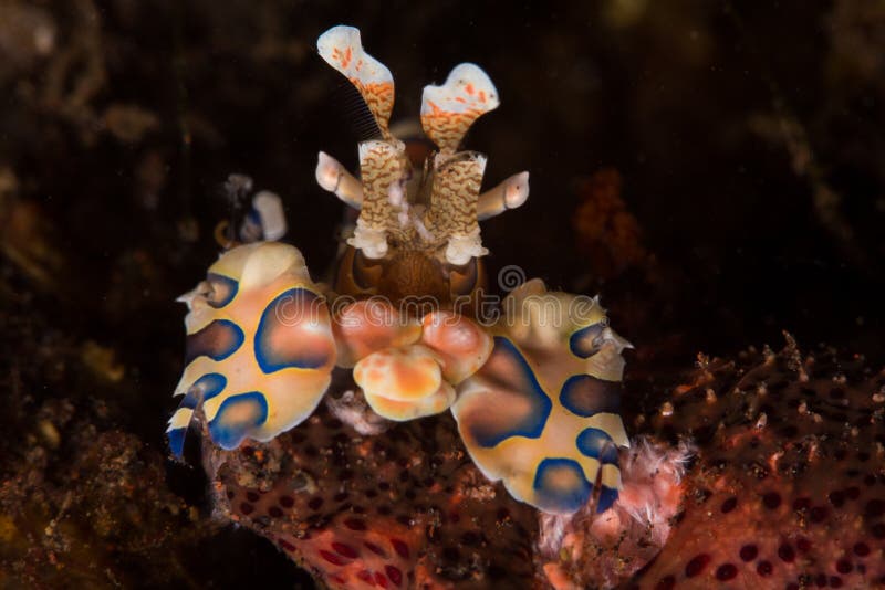 Harlequin shrimp stock photos
