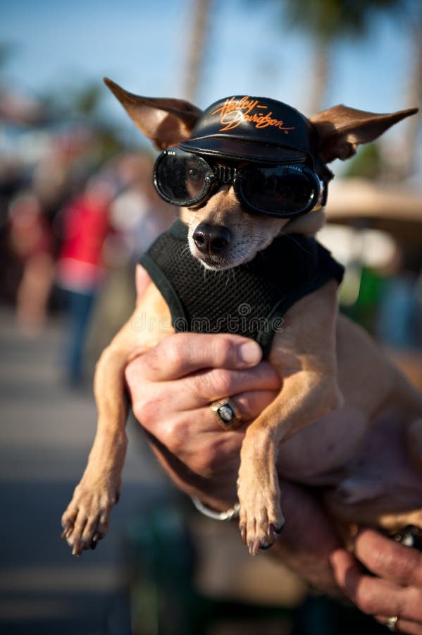 A Chiwawa dog dressed in Harley Davidson attire. Bike Week, Daytona, Florida. A Chiwawa dog dressed in Harley Davidson attire. Bike Week, Daytona, Florida.