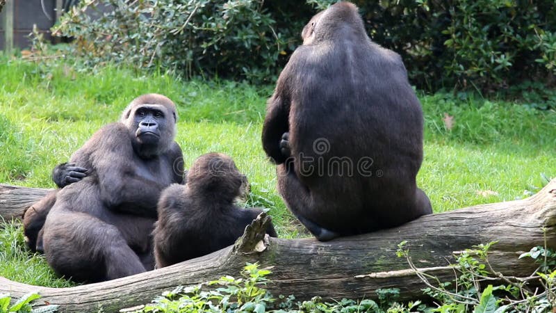 https://thumbs.dreamstime.com/b/harmonious-gorilla-family-resting-watching-little-silverback-center-troop-s-attention-making-all-46369176.jpg