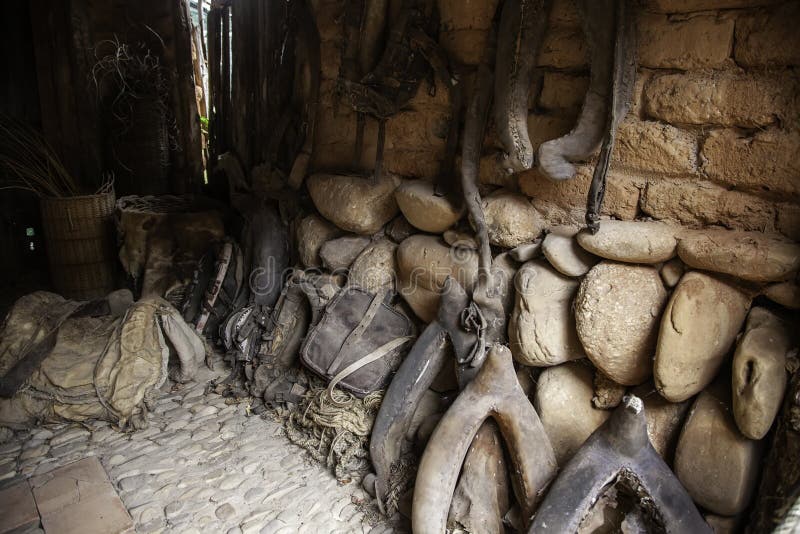 Harness for cattle stock photo. Image of history, country 168323544