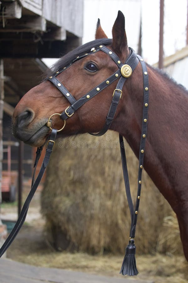 Harnessed horse. horse harness. leather and metal products, handmade. stock image Harnessed horse. horse harness. leather and metal products, handmade. stock image