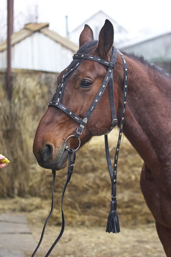 Harnessed horse. horse harness. leather and metal products, handmade. royalty free stock images Harnessed horse. horse harness. leather and metal products, handmade. royalty free stock images