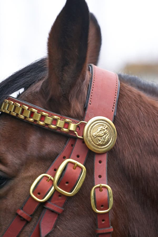 Harnessed horse. horse harness. leather and metal products, handmade. royalty free stock photo Harnessed horse. horse harness. leather and metal products, handmade. royalty free stock photo