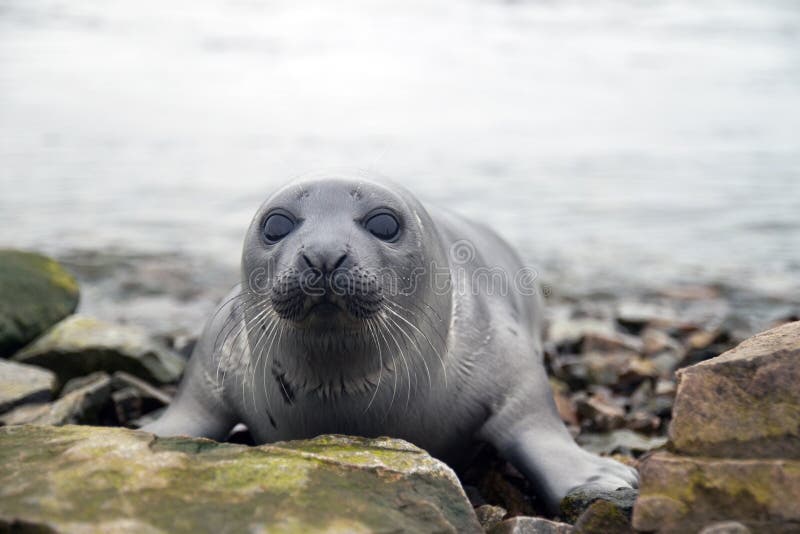 Harp seal royalty free stock image Harp seal royalty free stock image