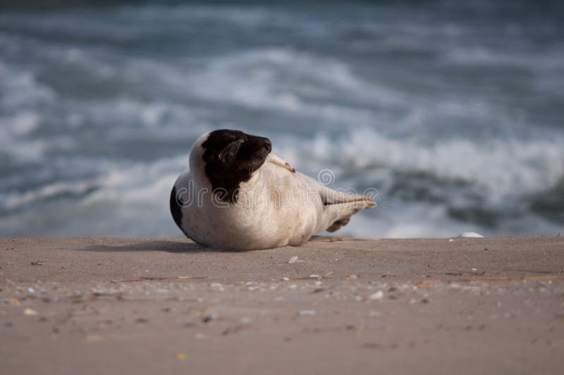 Harp seal