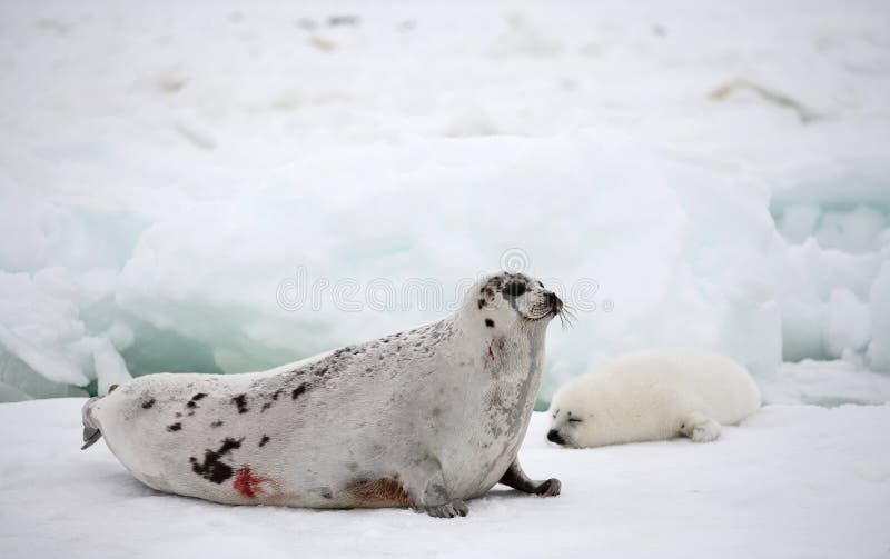 Harp seal cow and newborn pup on ice