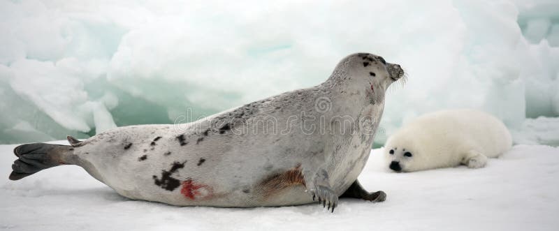Harp seal cow and newborn pup on ice