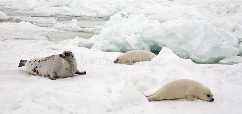 Harp seal cow and newborn pups on ice