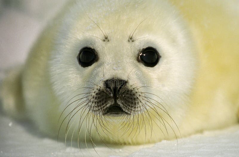 Harp Seal Pup stock image. Image of soft, mammal, furry 8855875