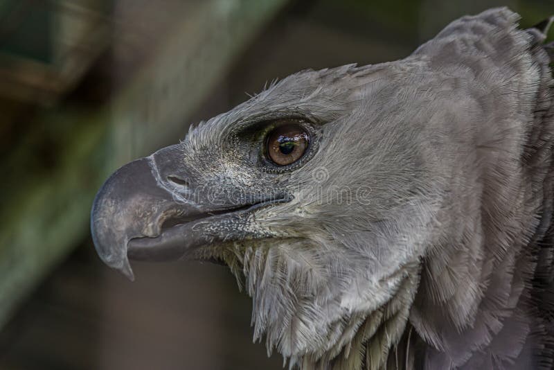 A Harpy Eagle American Harpy Eagle Harpia Harpia Harpyja é Uma