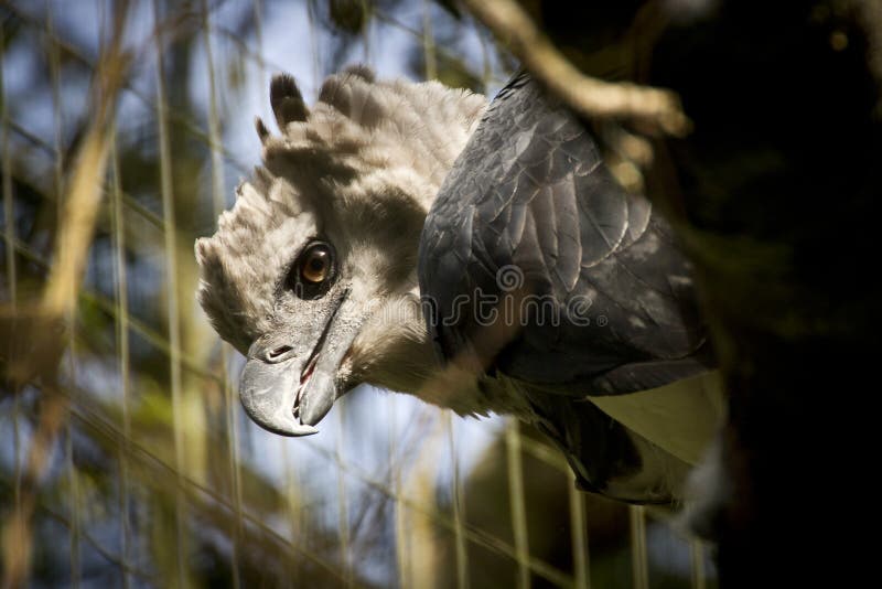 113 Harpy Eagle Wings Stock Photos - Free & Royalty-Free Stock