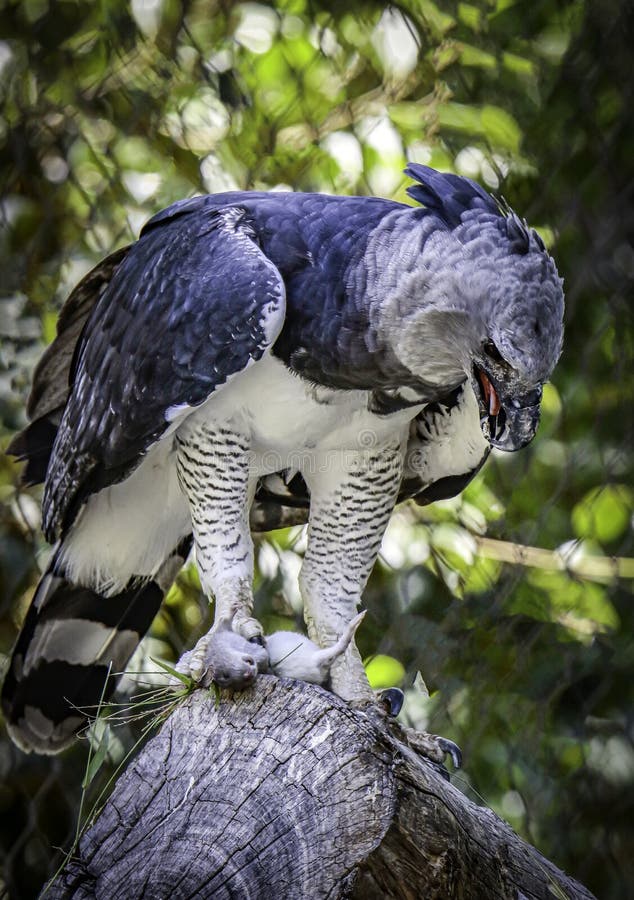 Harpy Eagle Raptor Feeding stock photo. Image of crown - 156502722