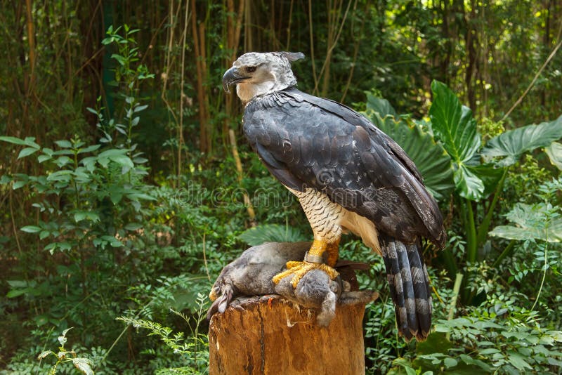 Falconry Harpy Eagle