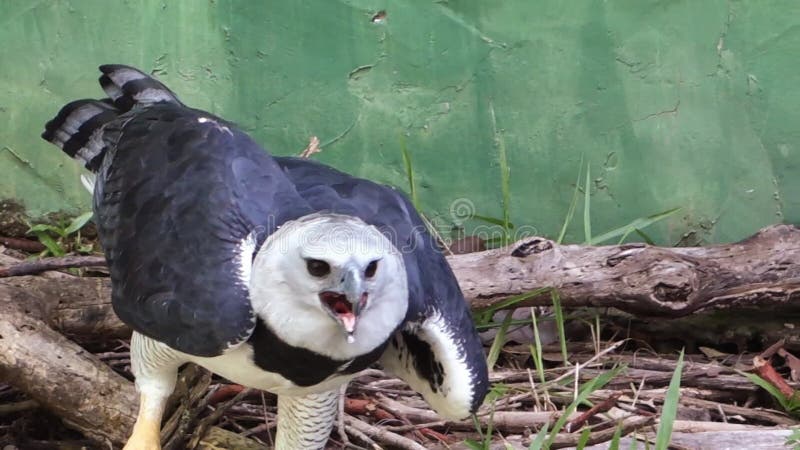 Harpy Eagle, or Royal Hawk, Spreading the Wings on the Ground