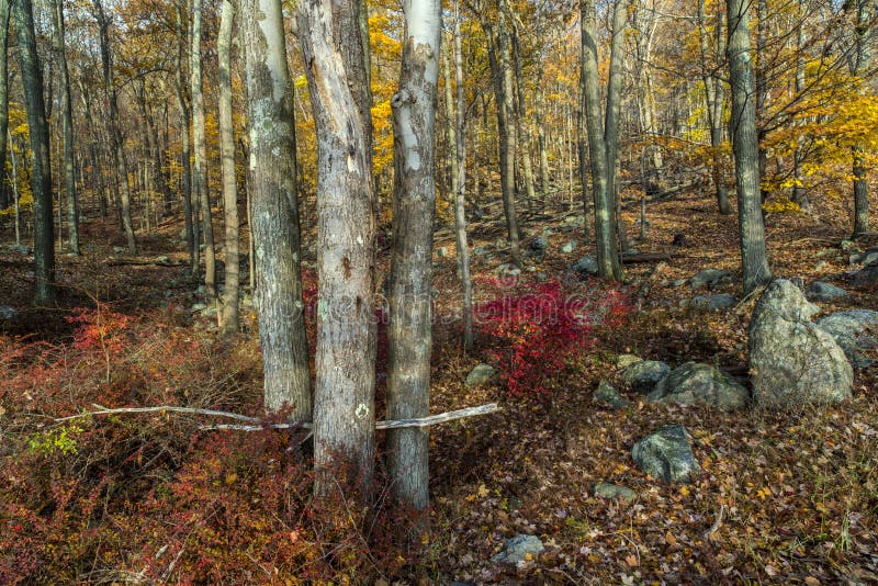 Harriman State Park view into forest