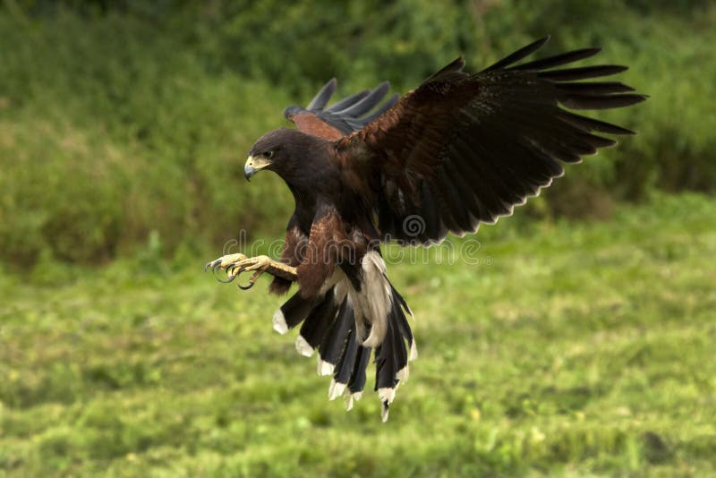 Harris Hawk - Ecuador - South America