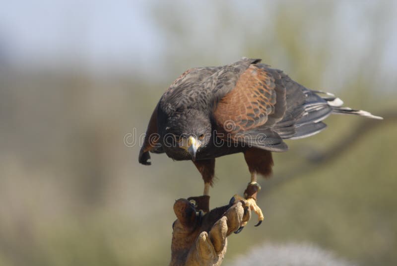 Harris Hawk with Falconer 3 royalty free stock photos Harris Hawk with Falconer 3 royalty free stock photos