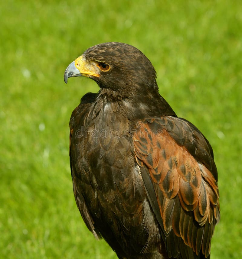 Hawk Latin Name