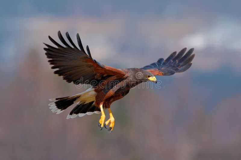 Harris Hawk, Parabuteo unicinctus, bird of prey in flight, in habitat stock image Harris Hawk, Parabuteo unicinctus, bird of prey in flight, in habitat stock image