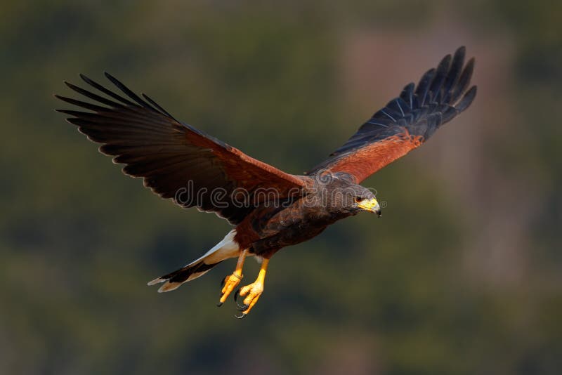 Harris Hawk