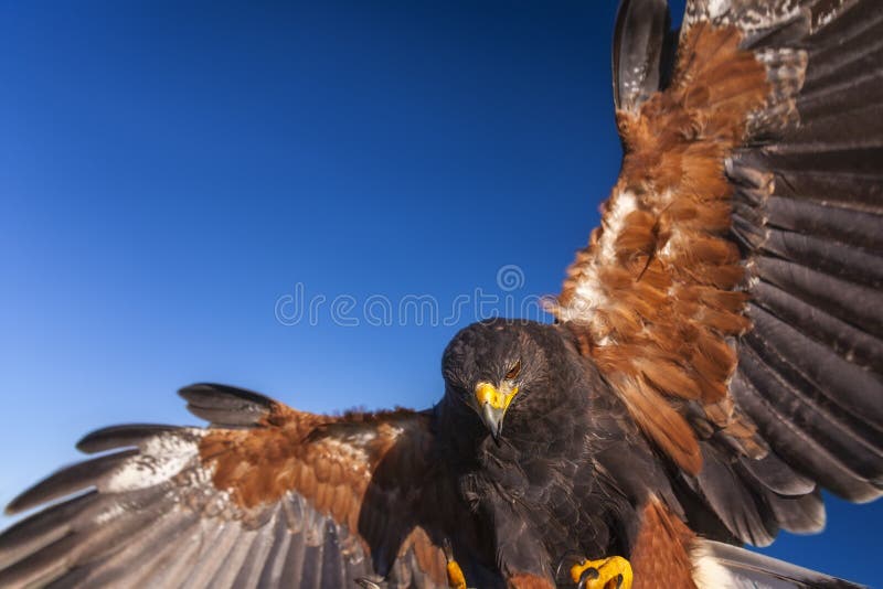 Harris Hawk