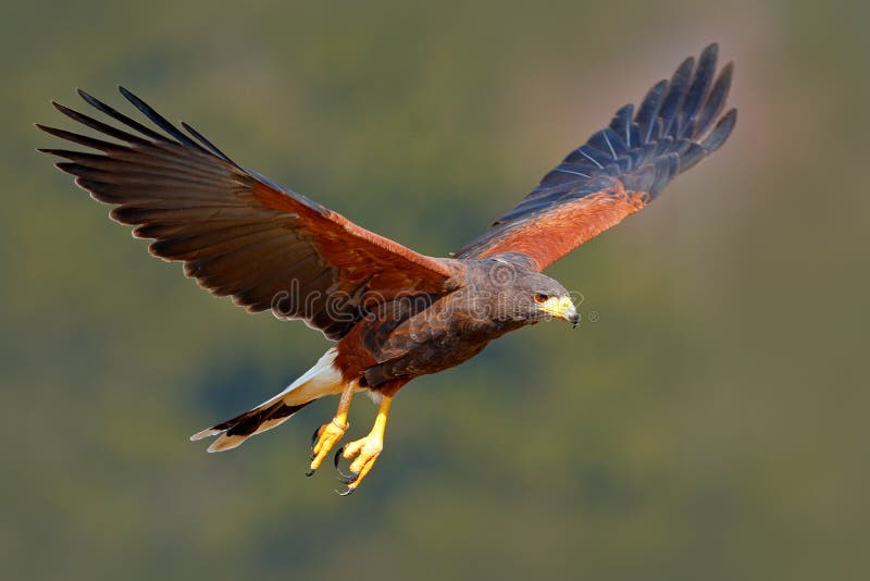 Harris Hawk, Parabuteo unicinctus, landing. Wildlife animal scene from nature. Bird in fly. Flying bird of prey. Wildlife scene fr royalty free stock image Harris Hawk, Parabuteo unicinctus, landing. Wildlife animal scene from nature. Bird in fly. Flying bird of prey. Wildlife scene fr royalty free stock image
