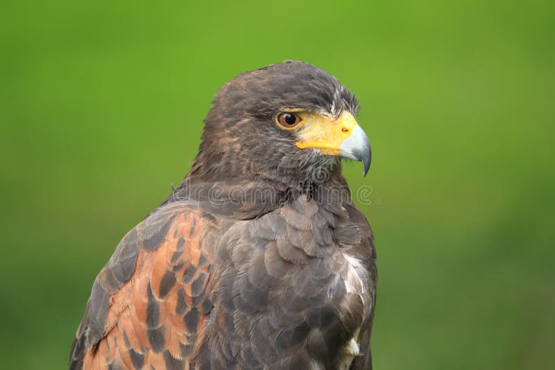 Harris hawk