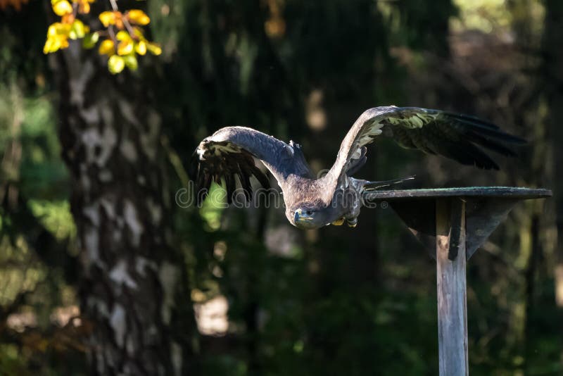 Harris jastrz?b, Parabuteo unicinctus, uskrzydlaj?cy jastrz?b lub ciemniusie?ki jastrz?b, obrazy stock Harris jastrz?b, Parabuteo unicinctus, uskrzydlaj?cy jastrz?b lub ciemniusie?ki jastrz?b, obrazy stock