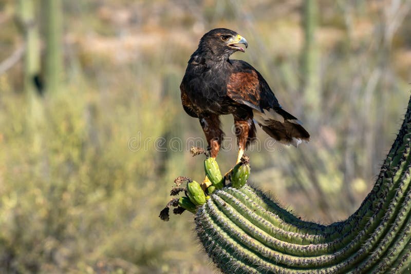 Harris`s Hawk Parabuteo unicinctus in Sonoran Desert