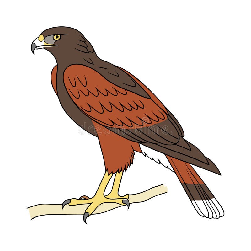 Harriss Hawk Bird farbenfrohe Kunstwerke vektor abbildung
