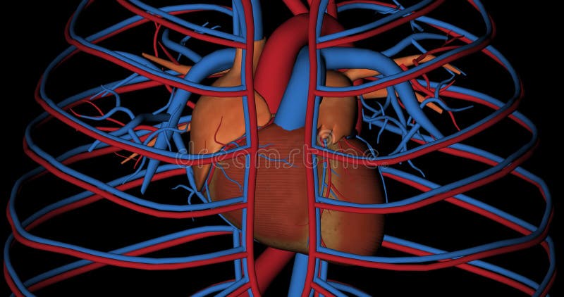 Hart, cava ader en aortaslagader, in omwenteling
