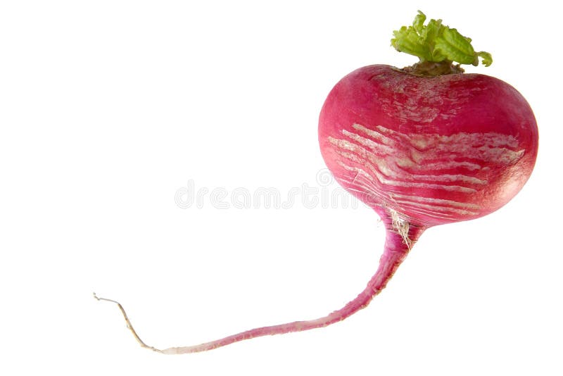 Enamoured radish-comic spring metaphor. Enamoured radish-comic spring metaphor