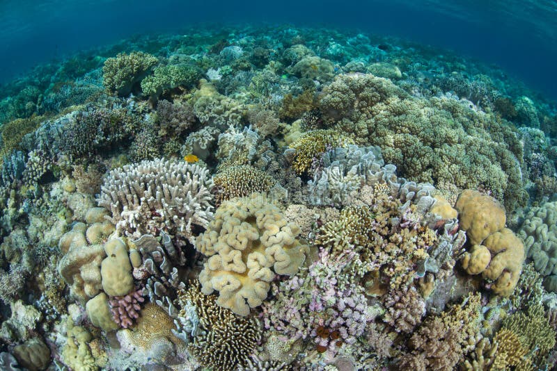 Harte und weiche Korallen, die für Raum in Indonesien konkurrieren lizenzfreie stockfotografie Harte und weiche Korallen, die für Raum in Indonesien konkurrieren lizenzfreie stockfotografie