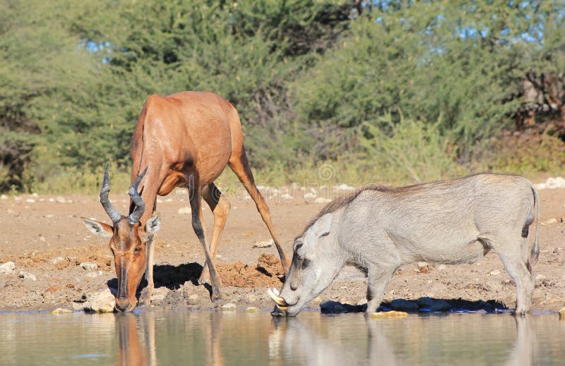 Hartebeest, Red with Warthog - African Natural Color
