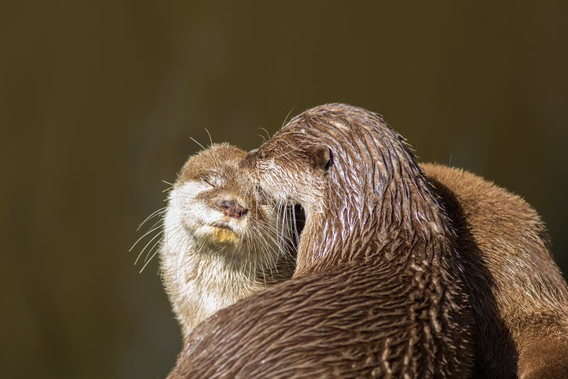 Hartelijke otters Wilde dieren het plakken Dierlijke liefde en affec