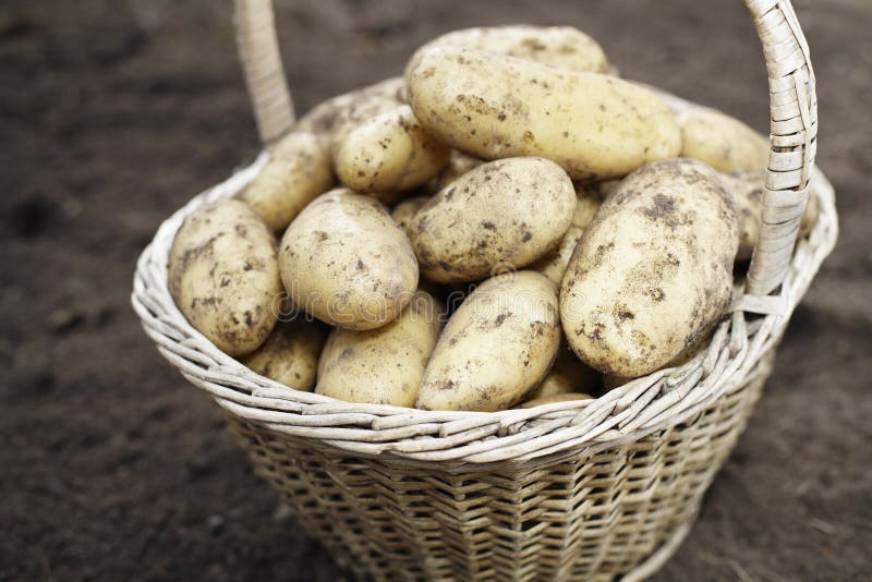 Potatoes stock image. Image of ingredient, russet, basket 65889325