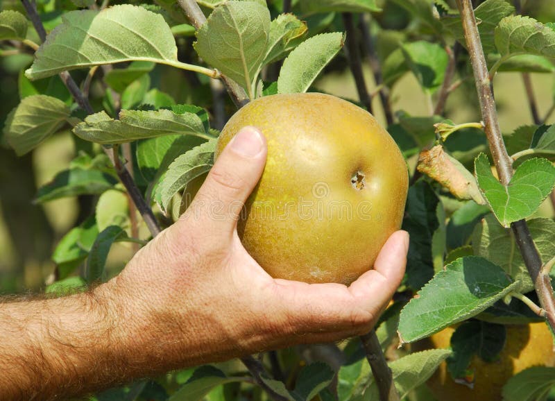 Harvest of apple