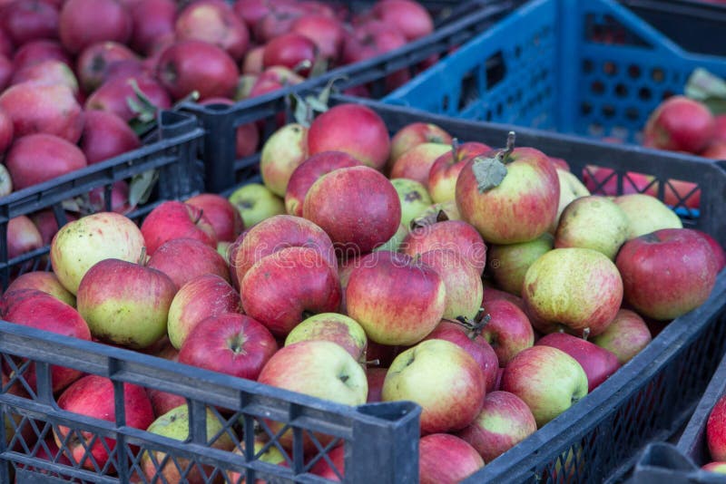 Harvest of Apples of Autumn,fruit Apples Market, Apples in Plastic