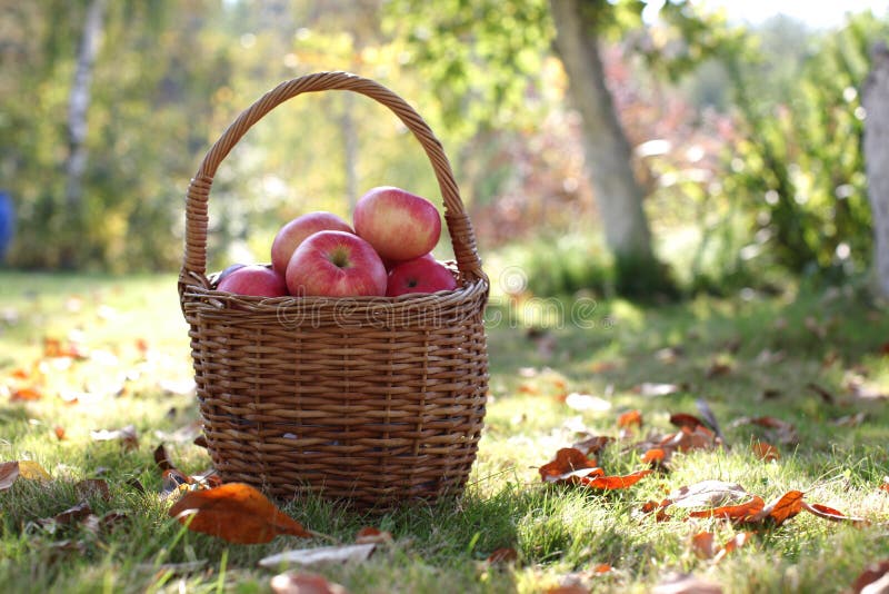 Harvest, apples in basket