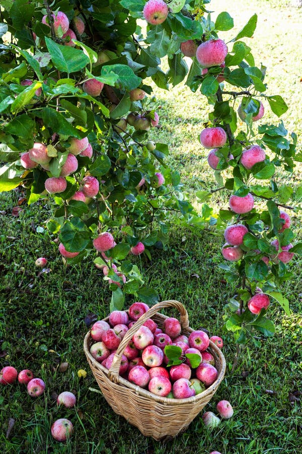 Harvest of the Apples in Early Morning in the Garden, Apples in the ...